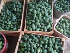 Продажа фейхоа