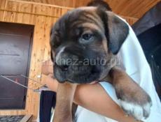 Щенки Кане Корсо 🖤🖤🖤🖤🖤🖤🖤🖤🖤🖤