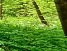 Два теленка 