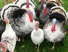 Продаётся индюк индюшка 