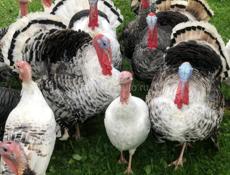 Продаётся индюк индюшка