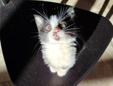 Домашний котёнок.