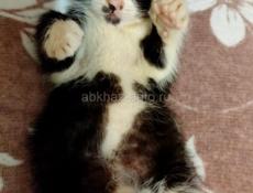 Домашний котёнок.