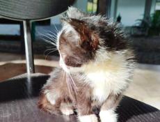 Домашний котёнок.