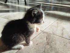 Домашний котёнок.