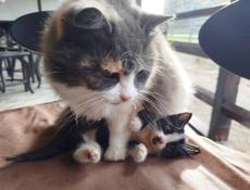 Домашний котёнок.