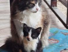 Домашний котёнок.