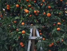 6 человек  пойдем на сбор мандарин 