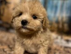 Мальипу щенки