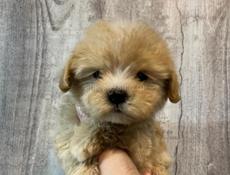 Мальипу щенки