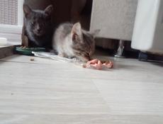 Отдам котят