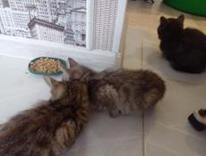 Отдам котят