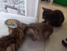 Отдам котят