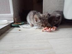 Отдам котят