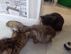 Отдам котят