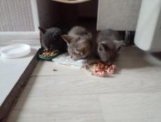 Отдам котят