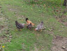 Продаю цыплят разных пород им 5 месяцев