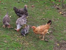 Продаю цыплят разных пород им 5 месяцев 