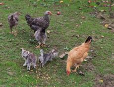 Продаю цыплят разных пород им 5 месяцев