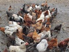 Продаю цыплят разных пород им 5 месяцев