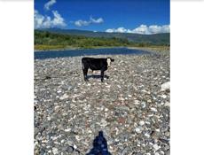 Продается бычок