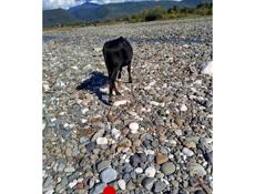 Продается бычок