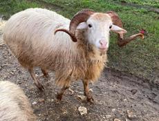 Продается баран