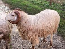 Продается баран