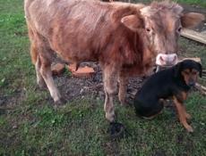 Продам бычка 