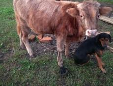 Продам бычка