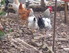 Петухи 