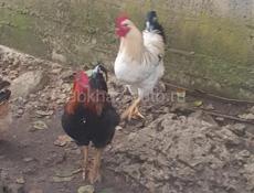 Петухи