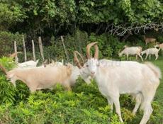 Козы по выбору или оптом.