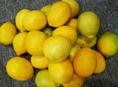 Куплю Лимоны ОПТ