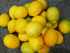 Куплю Лимоны ОПТ