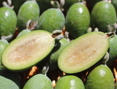 Куплю Фейхо ОПТ