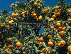 Куплю мандарины можно самасбор 