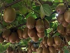 Куплю Киви ОПТ