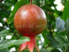 Куплю Гранат ОПТ