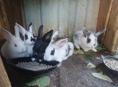Продаю 4 кроликов , 2 тыс руб 1 кролик смесь на половину декоротивные