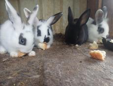 Продаю 4 кроликов , 2 тыс руб 1 кролик смесь на половину декоротивные