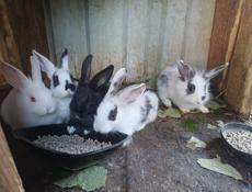 Продаю 4 кроликов , 2 тыс руб 1 кролик смесь на половину декоротивные