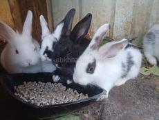 Продаю 4 кроликов , 2 тыс руб 1 кролик смесь на половину декоротивные