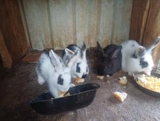 Продаю 4 кроликов , 2 тыс руб 1 кролик смесь на половину декоротивные