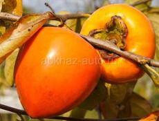 Куплю хурму бычок для сушки