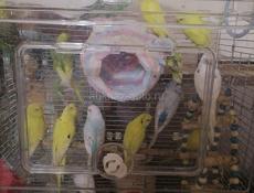 Попугай волнистый