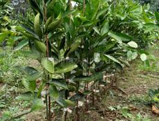 Продаются раннеспелые сорта цитрусовых 