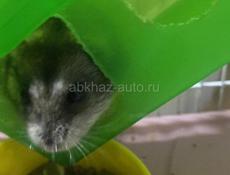 Джунгарики