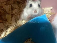 Джунгарики