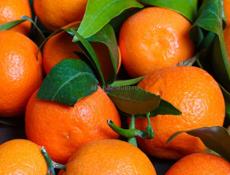 Пойдем на сбор мандаринов 